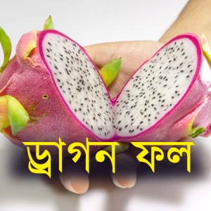 ছাদ-বাগানে-টবে-ড্রাগন-ফল-চাষ-পদ্ধতি