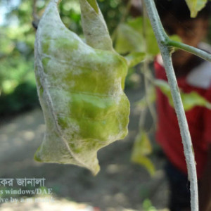 বেলের পাউডারি মিলডিউ রোগ